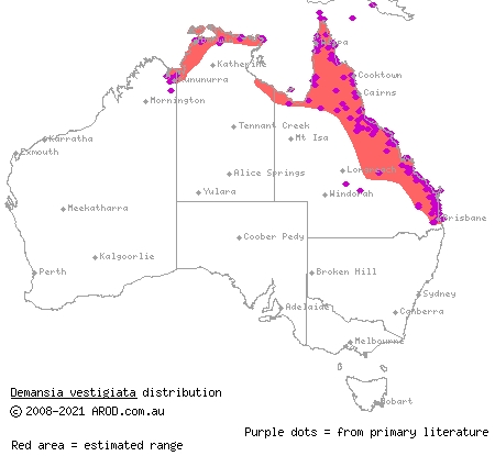 lesser black whipsnake (Demansia vestigiata) distribution range map