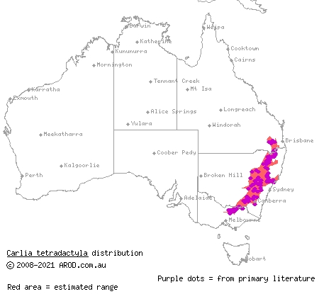 southern rainbow-skink (Carlia tetradactyla) distribution range map