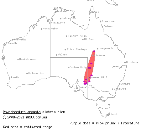 border beaked gecko (Rhynchoedura angusta) distribution range map