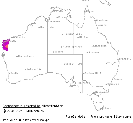 long-tailed sand-dragon (Ctenophorus femoralis) distribution range map