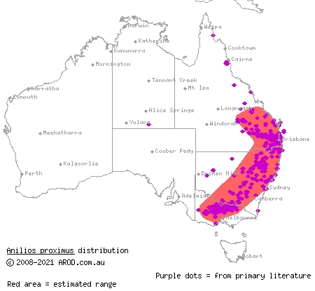 proximus blind snake (Ramphotyphlops proximus) distribution range map