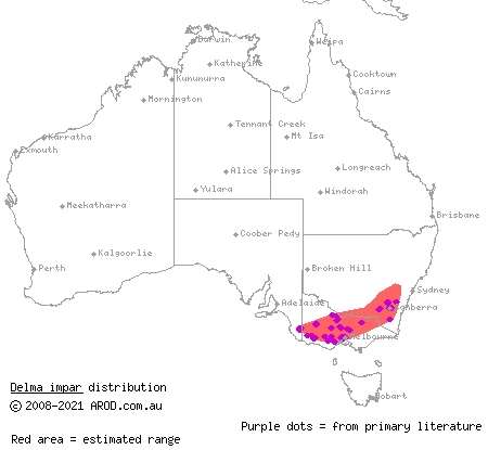 striped legless lizard (Delma impar) distribution range map