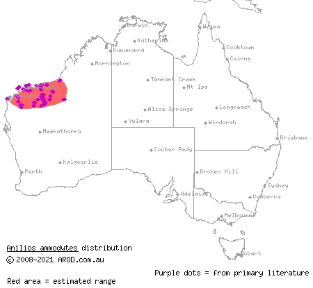 sand-diving blind snake (Anilios ammodytes) distribution range map