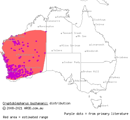 Buchanan's snake-eyed skink (Cryptoblepharus buchananii) distribution range map