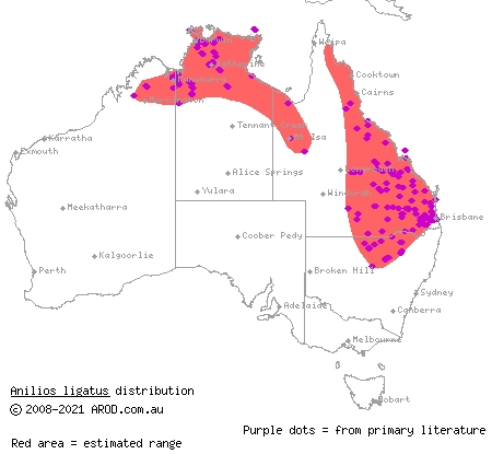 robust blind snake (Ramphotyphlops ligatus) distribution range map