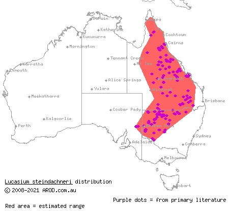 box-patterned gecko (Lucasium steindachneri) distribution range map