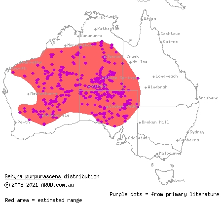purplish dtella (Gehyra purpurascens) distribution range map