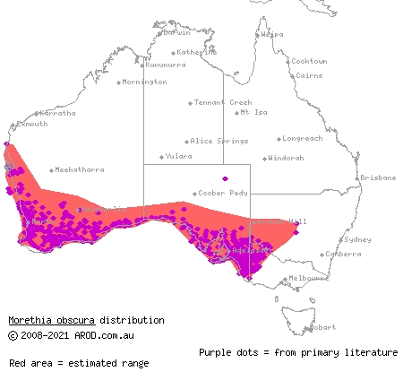 shrubland morethia skink (Morethia obscura) distribution range map