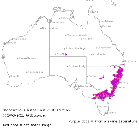 weasel skink (Saproscincus mustelinus) distribution range map