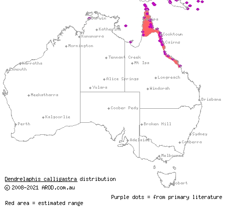 northern tree snake (Dendrelaphis calligastra) distribution range map