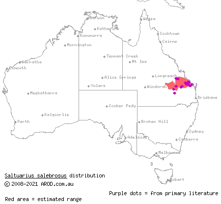 rough-throated leaf-tailed gecko (Saltuarius salebrosus) distribution range map