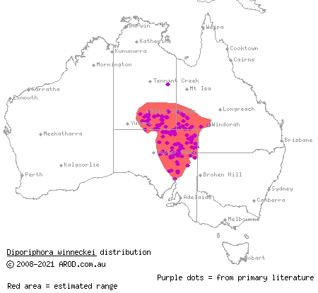 canegrass dragon (Diporiphora winneckei) distribution range map