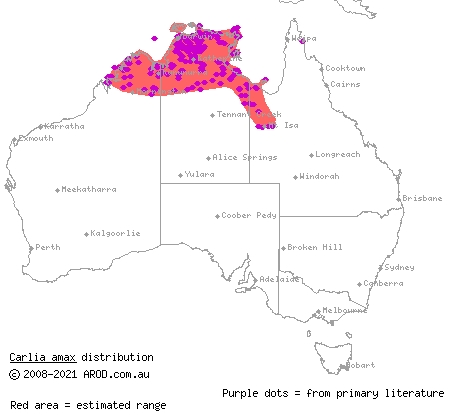 two-spined rainbow-skink (Carlia amax) distribution range map