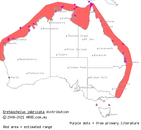 hawksbill turtle (Eretmochelys imbricata) distribution range map