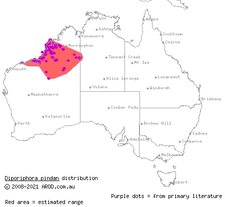 Pindan two-lined dragon (Diporiphora pindan) distribution range map