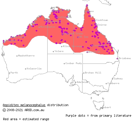 black-headed python (Aspidites melanocephalus) distribution range map