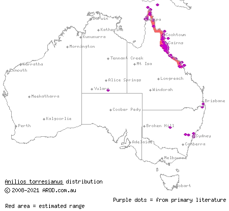 north-eastern blind snake (Ramphotyphlops polygrammicus) distribution range map