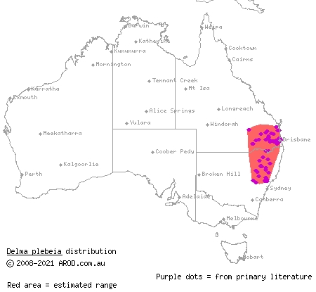 leaden delma (Delma plebeia) distribution range map