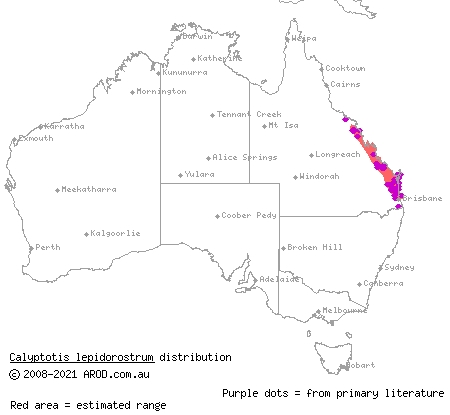 cone-eared calyptotis (Calyptotis lepidorostrum) distribution range map