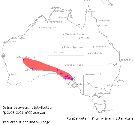 Peterson's delma (Delma petersoni) distribution range map