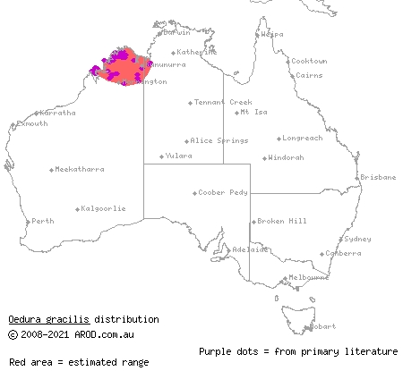 gracile velvet gecko (Oedura gracilis) distribution range map