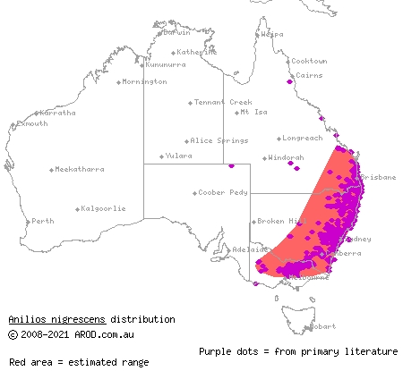 blackish blind snake (Ramphotyphlops nigrescens) distribution range map