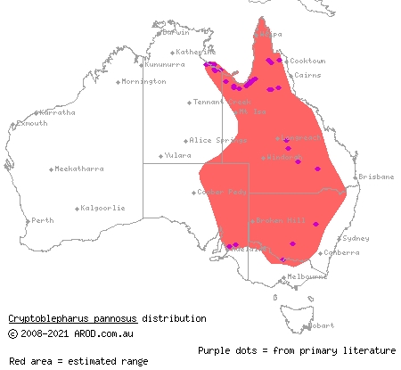 ragged snake-eyed skink (Cryptoblepharus pannosus) distribution range map