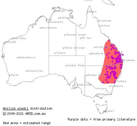 brown-snouted blind snake (Ramphotyphlops wiedii) distribution range map