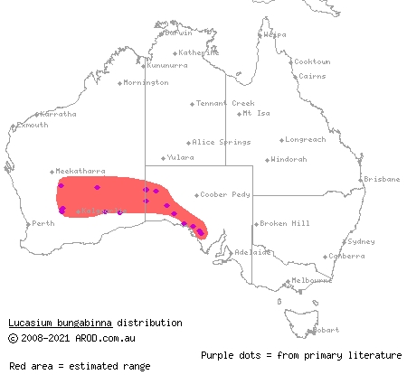 Southern sandplain gecko (Lucasium bungabinna) distribution range map