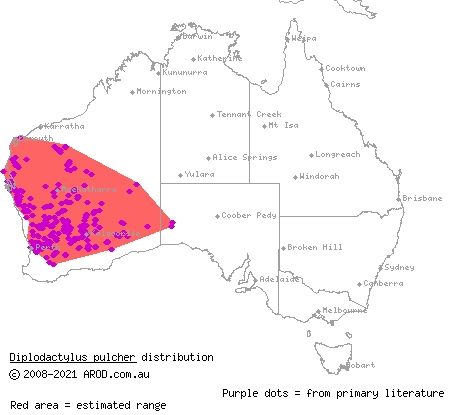 fine-faced gecko (Diplodactylus pulcher) distribution range map