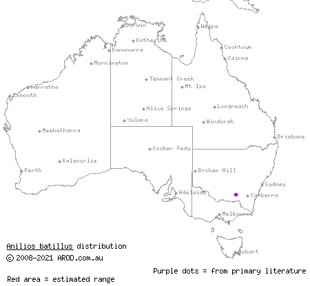 shovel-snouted blind snake (Ramphotyphlops batillus) distribution range map