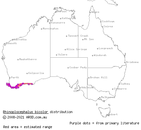 square-nosed snake (Rhinoplocephalus bicolor) distribution range map