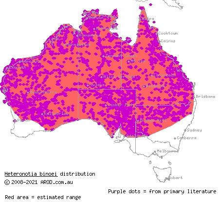 Bynoe's gecko (Heteronotia binoei) distribution range map