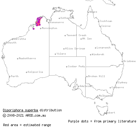 superb two-lined dragon (Diporiphora superba) distribution range map