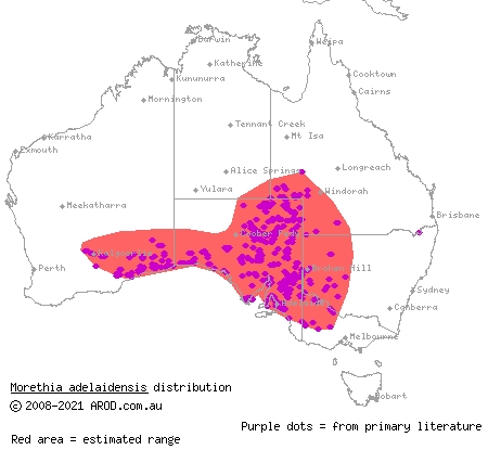 saltbush morethia skink (Morethia adelaidensis) distribution range map