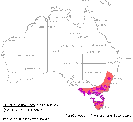 blotched blue-tongued skink (Tiliqua nigrolutea) distribution range map