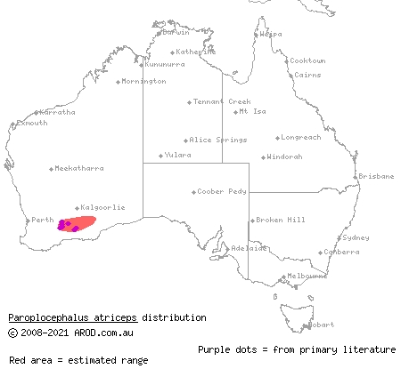 Lake Cronin snake (Paroplocephalus atriceps) distribution range map