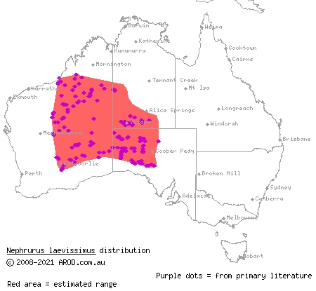 pale knob-tailed gecko (Nephrurus laevissimus) distribution range map