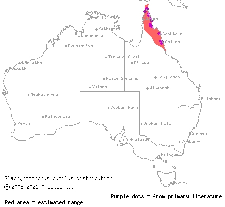 dwarf mulch-skink (Glaphyromorphus pumilus) distribution range map