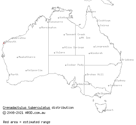 Cape Range clawless gecko (Crenadactylus tuberculatus) distribution range map