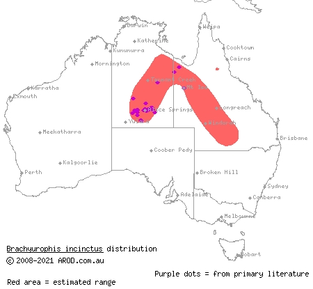 unbanded shovel-nosed snake (Brachyurophis incinctus) distribution range map