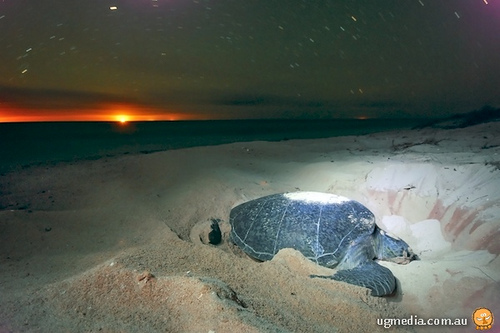 green turtle (Chelonia mydas)