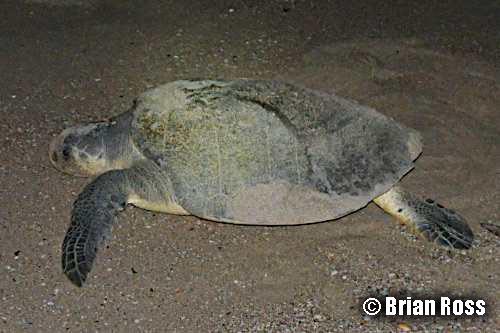 olive ridley turtle (Lepidochelys olivacea)