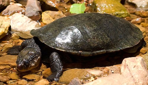 Stirling's turtle (Elseya stirlingi)