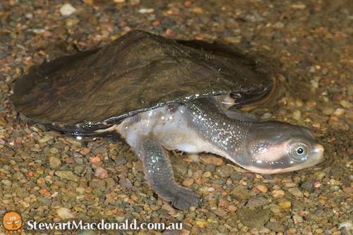 northern red-faced turtle (Emydura victoriae)
