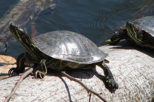 red-eared slider (Trachemys scripta)