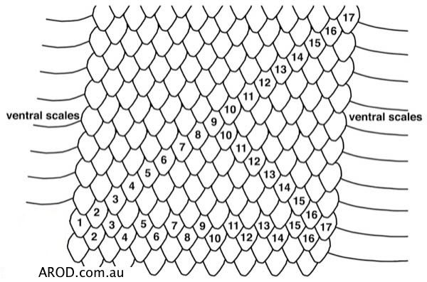 Dorsal scale counts for snakes