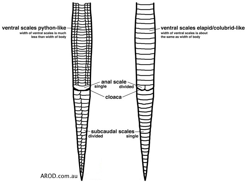 Ventral scales counts for snakes