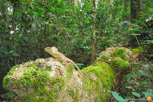 forestDragon